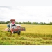 Rice exporter to benefit from the Philippines' tariff reduction