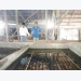 Thu nhập khá từ nuôi lươn không bùn tại Phú Yên