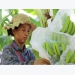 China boosts banana growing in Lancang-Mekong region