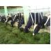 Những Thách Thức Của Chương Trình Phát Triển Bò Sữa Ở ĐBSCL