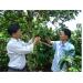 su-dung-phan-npk-van-dien-cho-cay-bo