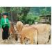 hieu-qua-chan-nuoi-vo-beo-bo-o-lao-bao-quang-tri