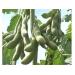 Kinh Nghiệm Làm Giống Đậu Tương Hè Rút Ngắn Thời Vụ