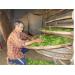 nuoi-tam-voi-huong-di-moi-cua-nhieu-nong-dan-1