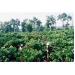 anh-huong-cua-viec-thua-va-thieu-phan-dam-lan-va-kali-doi-voi-cay-ca-phe