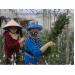 Hoa cúc tăng giá mạnh, nông dân Đà Lạt trúng lớn