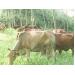 Vĩnh Linh phát triển đàn bò lên gần 10.000 con 