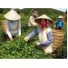 Đài Loan công nhận chè oolong Lâm Đồng đạt chuẩn 