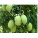 Nhật Bản cấp phép nhập khẩu xoài tươi Việt Nam