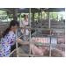 Khánh Hòa điểm sáng về mô hình chăn nuôi heo đạt hiệu quả kinh tế ở Cam Lâm