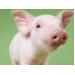 Hướng dẫn kỹ thuật nuôi lợn nái mang thai - Phần 1