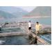 Nghề nuôi cá trên lòng hồ ở Mường La (Sơn La)