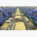 Shrimp exports expected to increase in last six months