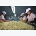 Material supply matters to cashew industry of Vietnam