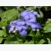 How to Grow Ageratum (Floss Flower)