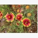 How to Grow Gaillardia (Blanket Flower)