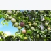 Bầu Đức âm thầm trồng cây ăn trái