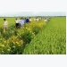 Mekong farmers plant high-yield Japanese rice