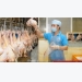 Koyu & Unitek to export 300 tons of chicken to Japan