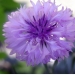 How to Grow Cornflower (Bachelor Button)