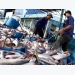 Fishery output hits 1.6 million tones in H1