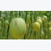 Vườn dưa hấu pepino đạt sản lượng 250 tấn một tháng