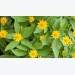 How to Grow Melampodium (Butter Daisy)