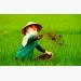 Vietnam wastes at least 1 billion USD yearly on over fertilisation