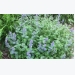 How to Grow Catmint