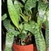 Caring for Potted Plants