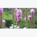 Growing Blazing Star (Liatris) Flowers: A How To Guide