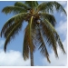 How to Grow Coconut Palm