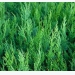 How to Grow Cedar Trees