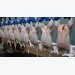 Japan allows chicken import from Vietnam