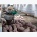 Vietnam imports animal feed worth $1.8b in H1