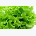 Why lettuce is useful