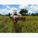 Mekong Delta authorities warn about excessive rice stock