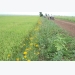 “Rice field with flower bank” model