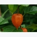 How To Grow Chinese Lantern Flower (Physalis alkekengi)