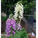 How to Grow Foxglove (Digitalis)