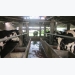 Thu nhập ổn định nhờ liên kết nuôi bò sữa cao sản