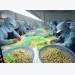 Vietnam to import more cashew