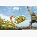 Philippines awards rice supply contract to Vietnam