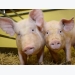 Gene-edited pigs resistant to PRRS virus, study finds