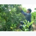 Lime is the prize for innovative VN farmer