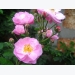 Kỹ thuật trồng cây hoa tầm xuân cho ban công rực rỡ sắc hồng