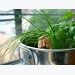 10 loại rau, củ dễ trồng tại nhà