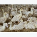 Phytase usage in white Pekin ducks