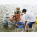 Giant river prawns recover in Mekong Delta after long decline