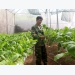 Vợ chồng trẻ bỏ phố về làng trồng rau thủy canh đầu tiên ở Phổ Yên